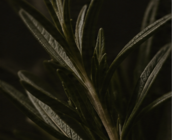 Aromatic & Green